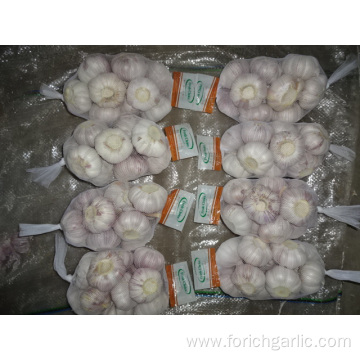 New Season 2019 Normal White Garlic